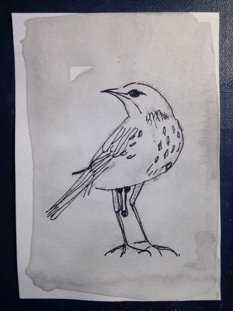 Bird with penis, small drawing