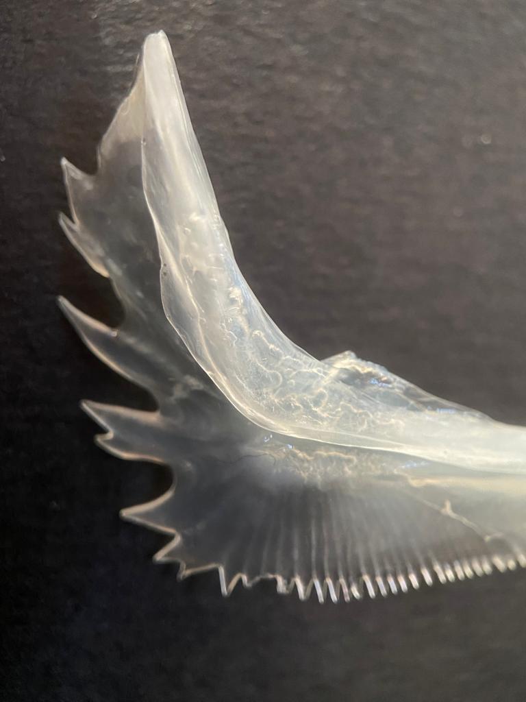 Fish bone from the head